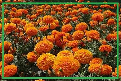 Kolekcja aksamitek Kolekcja aksamitek