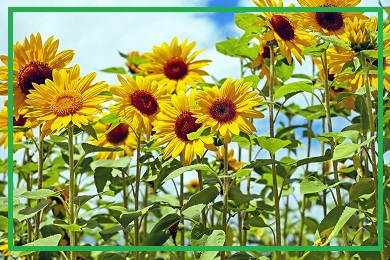 Kolekcja słoneczników Kolekcja słoneczników