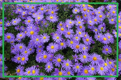 Kolekcja astrów Kolekcja astrów