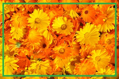 Kolekcja nagietka Kolekcja nagietka