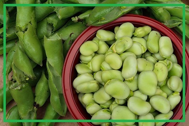 Kolekcja bobu Kolekcja bobu