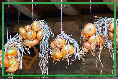 Kolekcja cebuli Kolekcja cebuli