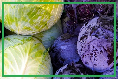 Kolekcja kapusty Kolekcja kapusty