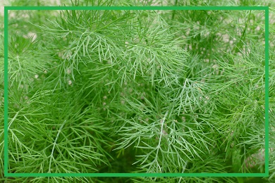 Kolekcja kopru Kolekcja kopru