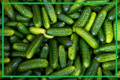 Kolekcja ogórka Kolekcja ogórka