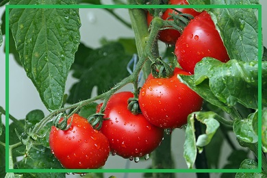 Kolekcja pomidorów Kolekcja pomidorów