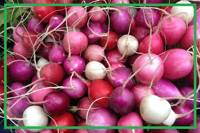 Kolekcja rzodkiewek i rzodkwi Kolekcja rzodkiewek i rzodkwi