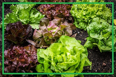 Kolekcja sałat Kolekcja sałat