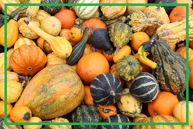 Kolekcja dyń ozdobnych Kolekcja dyń ozdobnych