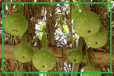 Kolekcja tykw, butelek gurda Kolekcja tykw, butelek gurda