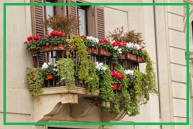 Rośliny na balkon Rośliny na balkon