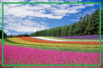 Kolorowy mix, mieszanki nasion Kolorowy mix, mieszanki nasion