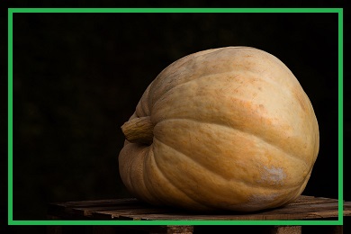 Rośliny GIGANTY Rośliny GIGANTY