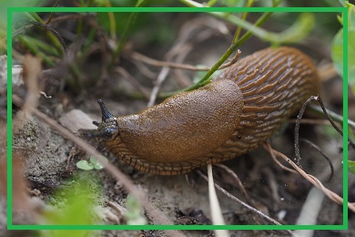 Rośliny przeciw szkodnikom Rośliny przeciw szkodnikom