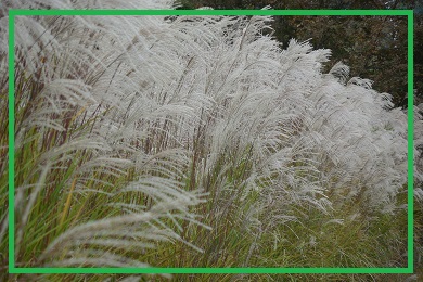 Trawy ozdobne Trawy ozdobne