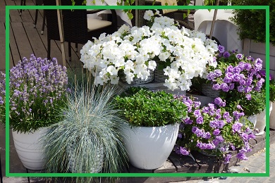 Uprawa roślin w doniczkach Uprawa roślin w doniczkach