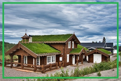 Rośliny na zielone dachy Rośliny na zielone dachy