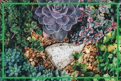 Rośliny na skalniaki Rośliny na skalniaki