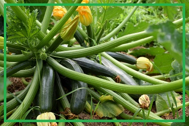 Kolekcja cukinii Kolekcja cukinii