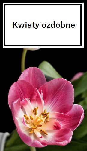 Kwiaty ozdobne